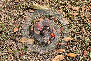 A large family of toadstools