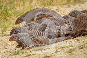 Large family troop of Banded Mongoose Mungos mungo, Queen Elizabeth National Park, Uganda.