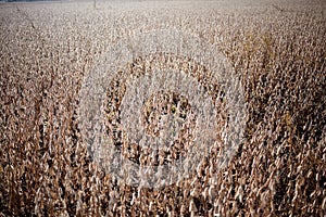 Large farm field with a dry soy bean crop