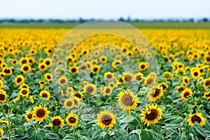Large farm fields are sown with sunflowers. Expressive rural landscape. It is the middle of summer in the southern region of