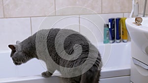 Large fat gray British cat walks around the Bathroom near the Crawling Snail. 4K
