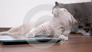 Large Fat Gray British Domestic Cat Playing on an Electronic Scale in Room. Zoom