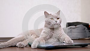 Large Fat Gray Cat Washes Wool with Tongue While Sitting on an Electronic Scale