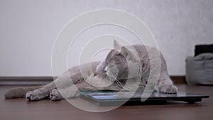 Large Fat Gray Cat Washes Wool with Tongue While Sitting on an Electronic Scale