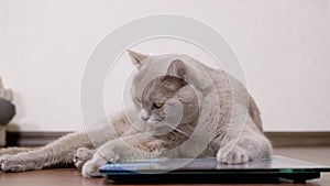 Large Fat Gray Cat Washes Wool with Tongue While Sitting on an Electronic Scale