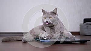 Large Fat Gray Cat Washes Wool with Tongue While Sitting on an Electronic Scale