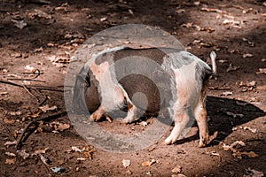 A large fat hairy pig picks up food from the ground on a sunny warm day.