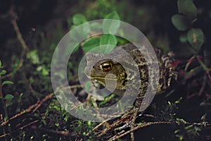 Large fat toad with bumps and warts sits on the ground