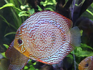 A large fatty fish floating in the sea waters of an aquarium tank. Fishing industry provides food and employment to large number o