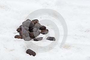 Large feces on white snow close up photo