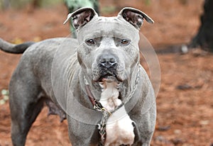Large female Blue and White American Pitbull Terrier Dog outside on a leash