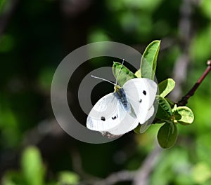 Large female Cabbage white