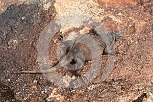 Common Chuckwalla Lizard Sauromalus ater on granite boulder photo