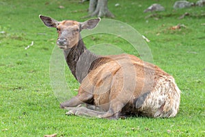 Large female elk