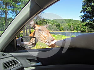 A large female elk or wapiti gets up close by the passenger side window of a car, eating out of the hand of male