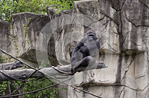 Large Female Gorilla in a zoo