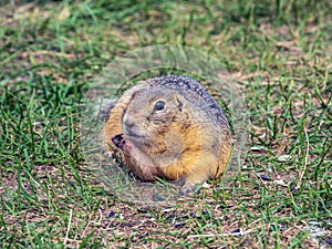 Large female ground squirrel lying on the lawn. Full length