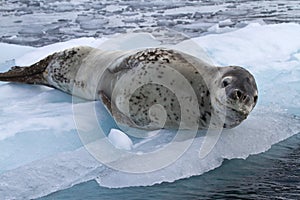 Large female leopard seal lying on ice