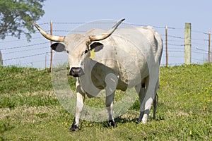 Large Female Longhorn Cow