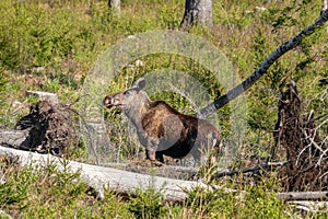 Large female moose standing in a deforestation area in Sweden