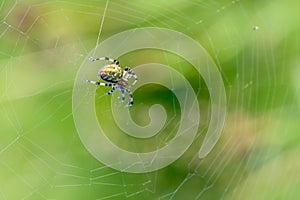 Large female spider sits in the center of its spiderweb