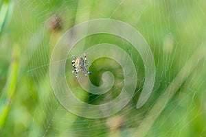 Large female spider sits in the center of its spiderweb