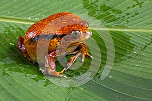 Tomato Frog