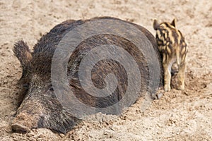A large female wild boar with offspring sleeps comfortably in the mud