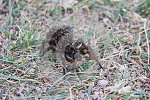 A large female wolf spider carries offspring on her back.