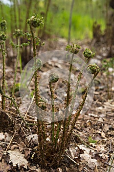 Large fern emerging in spring