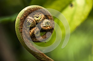 Large Fern Frond