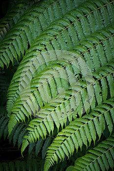 Large fern leaf