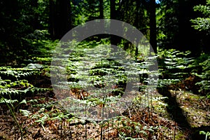 Large fern plants in a forest