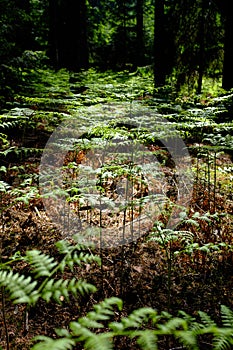 Large fern plants in a forest