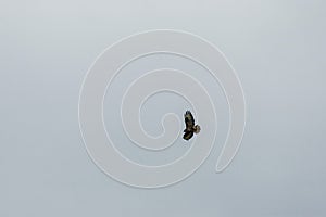 Large ferruginous hawk in flight with blue sky background, Plana mountain