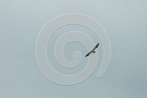 Large ferruginous hawk in flight with blue sky background, Plana mountain