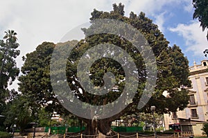 Large Ficus del Parterre, ficus macrophylla or Moreton Bay Fig in Valencia (Spain