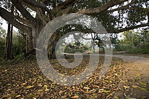 Large Ficus tree spread out their branches trunks give shadow cooling down from the heat of the sun.