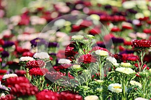 large Field of Asters