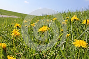 A large field with beautiful blooming yellow dandelions