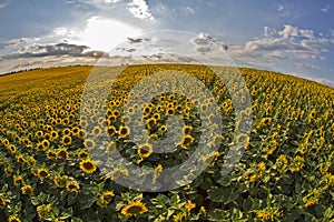 Large field of blooming sunflowers against the backdrop of a sunny cloudy sky. Agronomy, agriculture