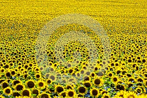 Large field of blooming sunflowers in sunlight. Agronomy, agriculture and botany