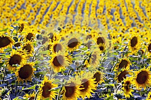 Large field of blooming sunflowers in sunlight. Agronomy, agriculture and botany