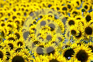 Large field of blooming sunflowers in sunlight. Agronomy, agriculture and botany