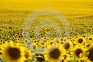 Large field of blooming sunflowers in sunlight. Agronomy, agriculture and botany