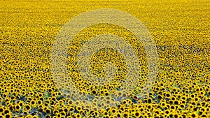 Large field of blooming sunflowers in sunlight. Agronomy, agriculture and botany