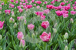 A large field of bright pink tulips with green stems