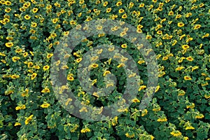 Large field of bright sunflowers, full frame coverage for background