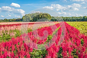 Large field with colorful astilbe flowers