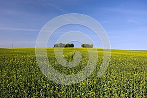 Large field of and copse